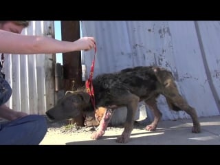 A homeless dog living on the streets gets rescued, transformed and is now lookin