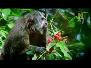 Bbc нетронутые уголки дикой природы серия 03 амазония