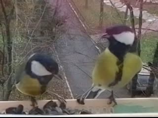 Кормушка 2 сезон 2 серия синичкин день и залётные воробьи