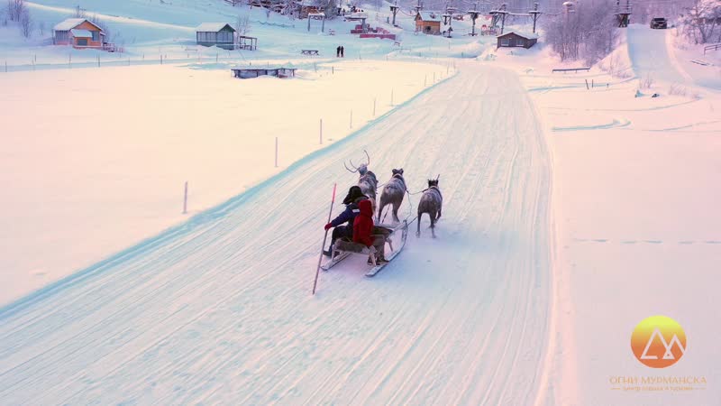 Husky porn video – Reindeer and husky sledding