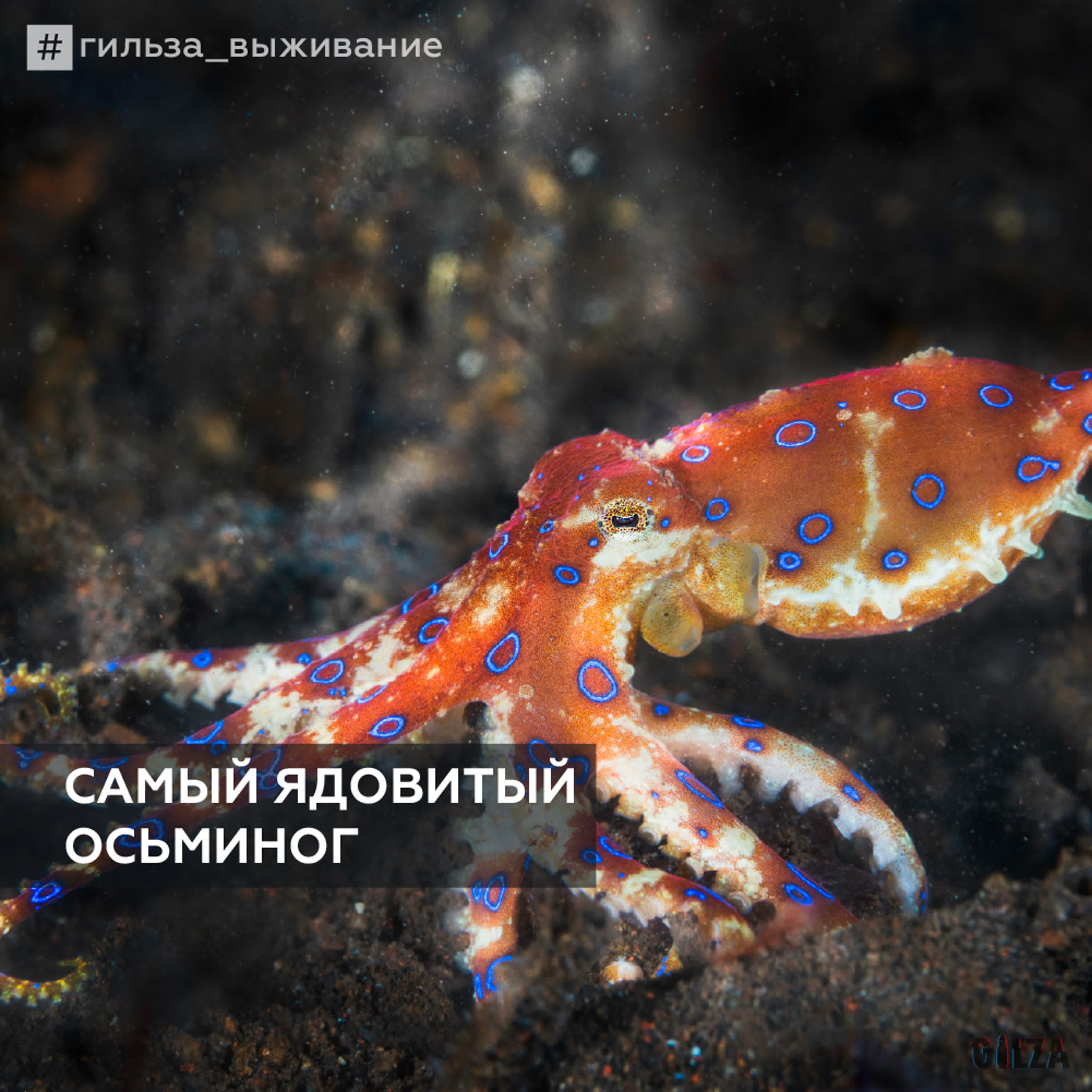 Самый ядовитый осьминог