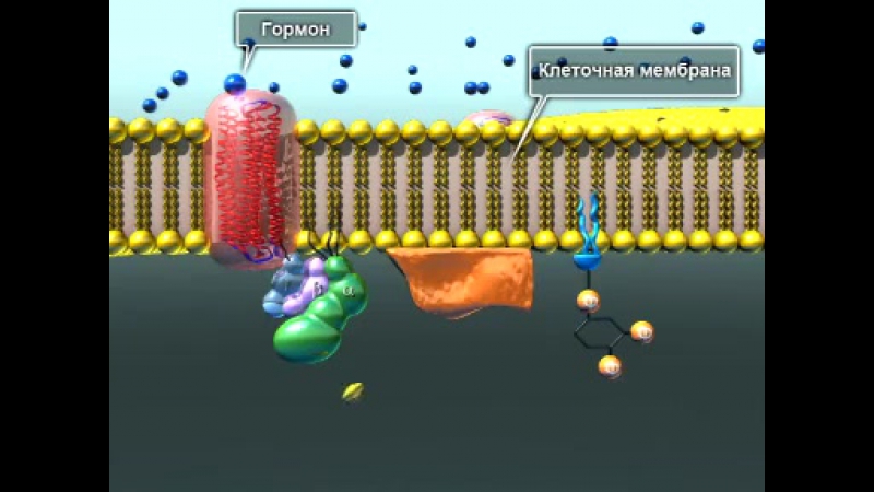 Биохимия передача гормонального сигнала через мембрану