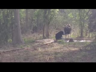 A gaur (indian bison) sneaks up and scares the shit out of a sloth bear at the local watering hole