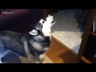 Huskies are the best ★ funny husky videos [trip burger laughs]