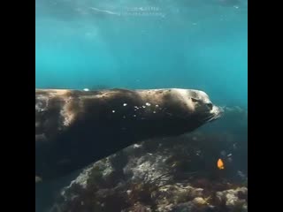 Не мешайте льву