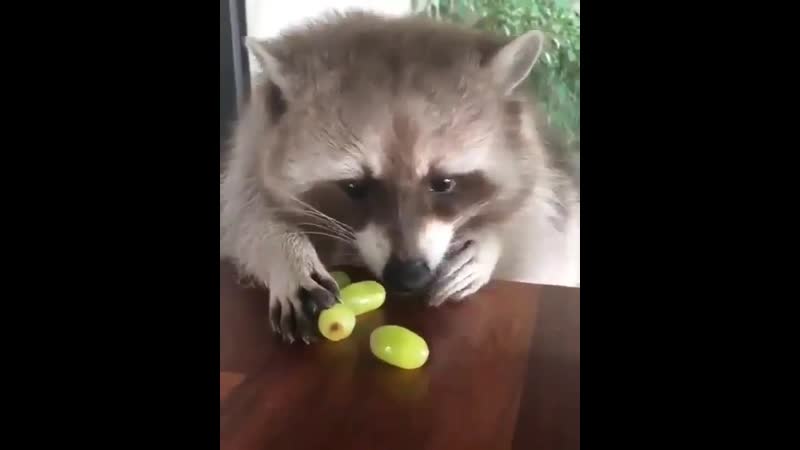 Енот не хочет делиться виноградом