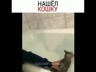 Мужик поймал свою кошку, нооо потом случилось это)))