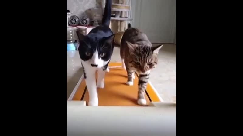 Утренняя пробежка