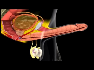 3d анимация эрекции и эякуляции