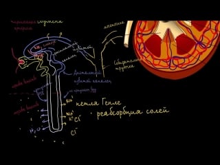 Строение почки и нефрона