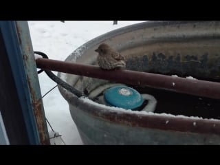 Мужчина спас воробья, примерзшего к железной ручке колодца