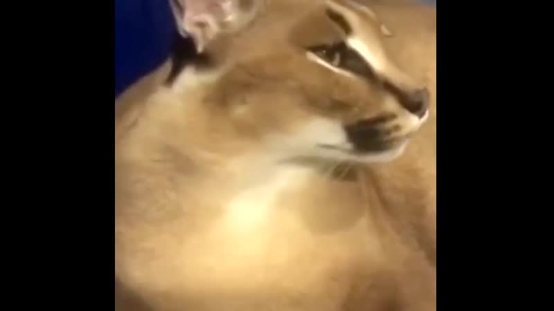 Шлепа делает ур ур