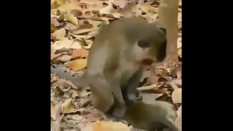 Sabar nyet dasar monyet cinta monyet
