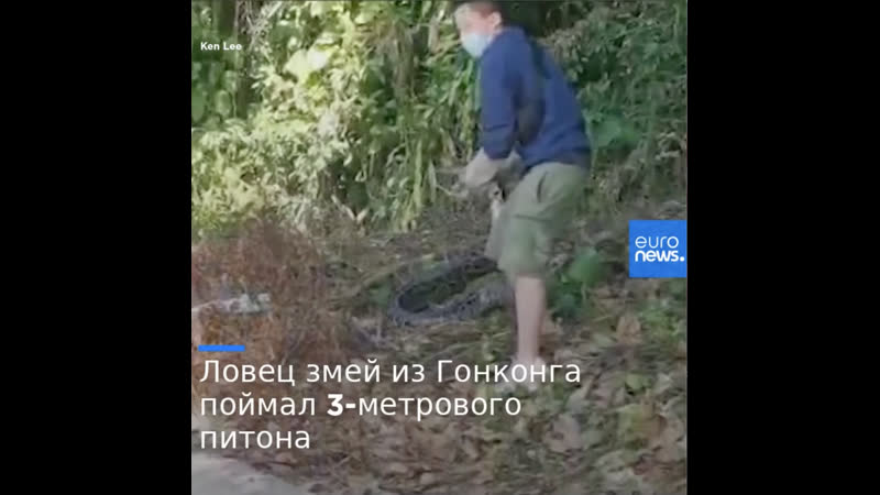 Змеелов поймал трехметрового питона