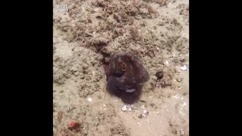 Осьминоги крутые