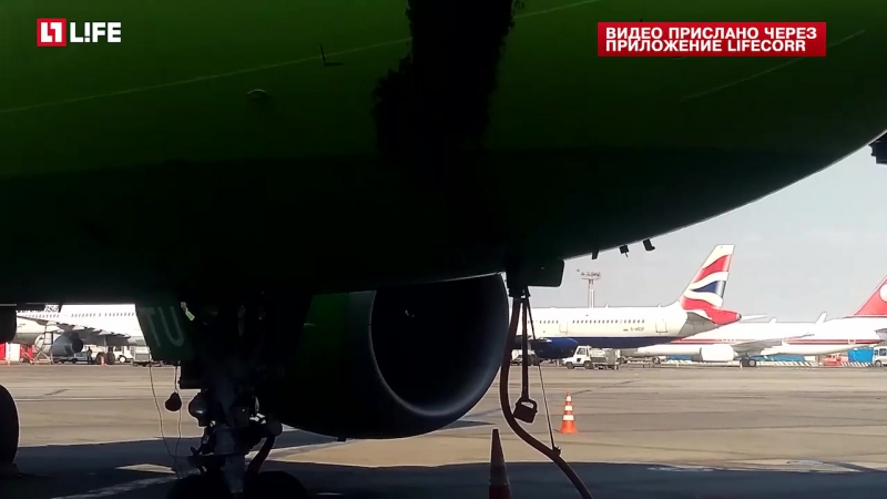 Рой пчёл блокировал вылет самолёта из аэропорта домодедово