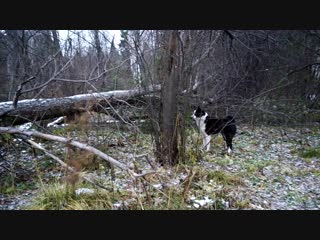 Рел феня в лесу