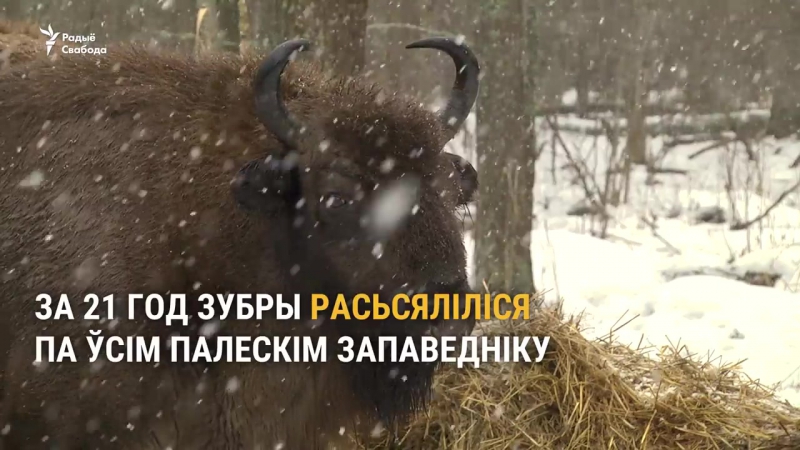 Як паўтары сотні зуброў жывуць у радыяцыйным запаведніку