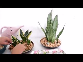 Как сделать sansevieria домашним декором для гостиной или кухонного стола