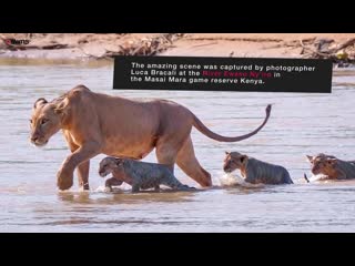 Lioness snatches cub from crocodile infested river