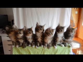 Kittens born april 10, 2014 gc triskel naomi sun x gc celtic cats helios of triskeltriskelvideo33
