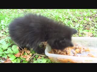 Baby kitten meow very loud on the street котенок громко мяучит на улице