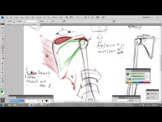 Design porn video – 7 structure, design and anatomy of the upper arm and shoulders