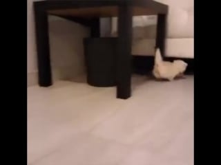 Kitten with his pacifier, hear him roar!