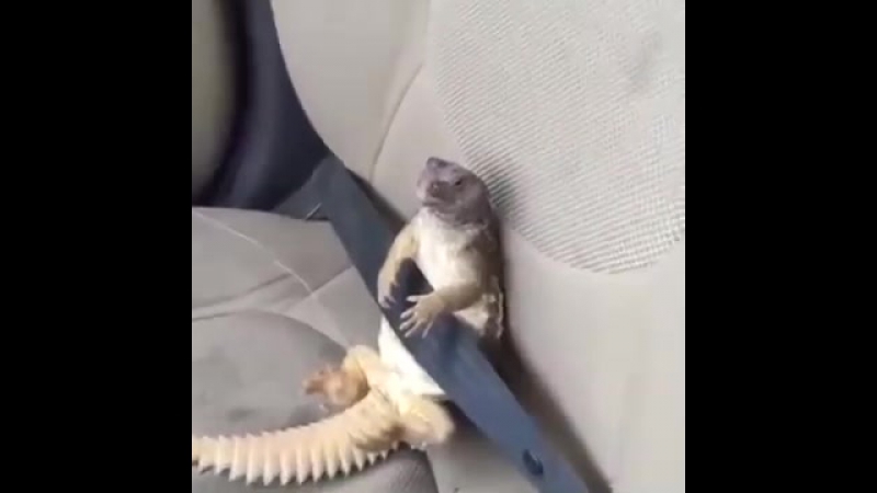 Безопасность превыше всего