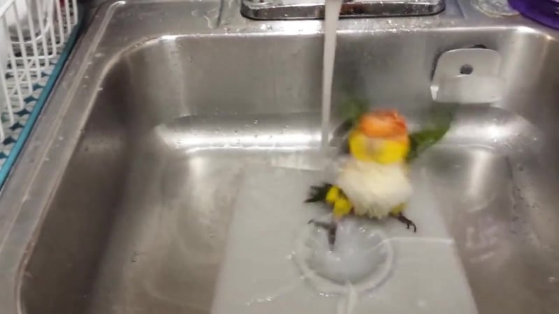 Пернатый любитель ванных процедур