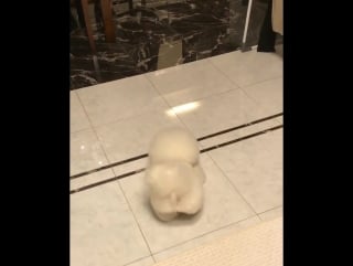 Fluffy ball hops and hops!