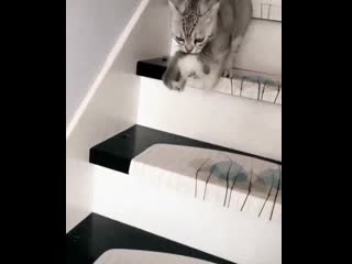 Гифки | котэ | личинка котэ