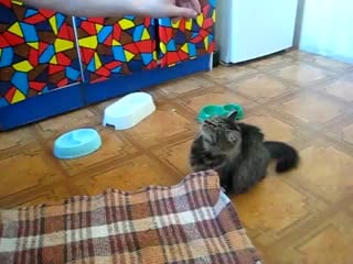 Тоха мучает кошака