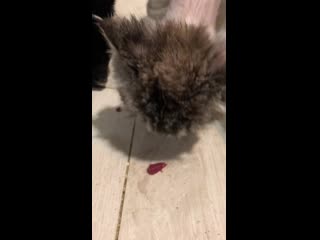 Амура хышник