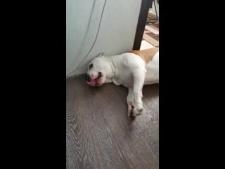 Warrior spirit honey blossom ( рой ) ( ghw ureula vennidor sozvezdiye magii zhemchuzhnyy