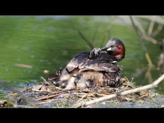 Little grebe / малая поганка / tachybaptus ruficollis