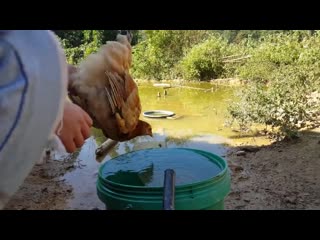 Chicken with a hovering head