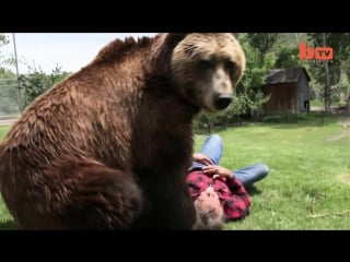 Wrestling a grizzly bear in my garden