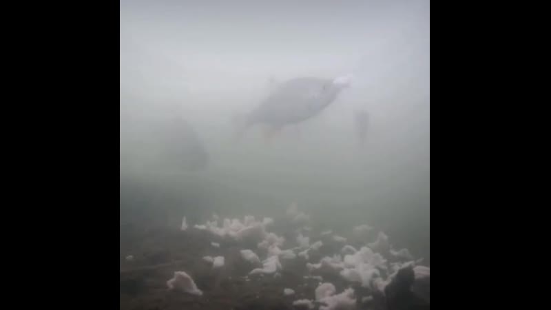 Рыбка любит пельмешки