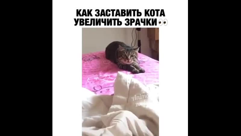 Котиком porn video – Я всегда с своим котиком так играю 🐱