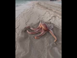 Octopus churro taking a walk on old ruins beach