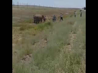 Слоны в казахстане