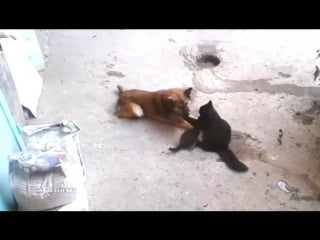 Кошка привела котят к своему другу