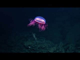 X files amazing jellyfish spotted in ocean (at 1225m in the revillagigedo archipelago off baja california)