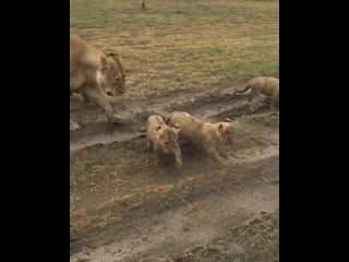 How lion cubs talk