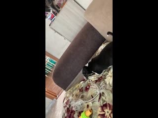 Warrior spirit adam ( адам ) г красноярск ( vart imperbul siberian star jumper buteo dum spiro )