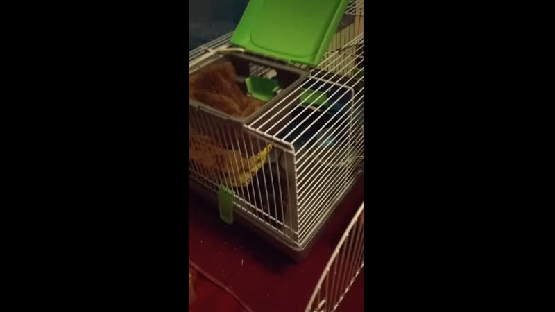 Чуча с жужой ходят друг к другу в гости