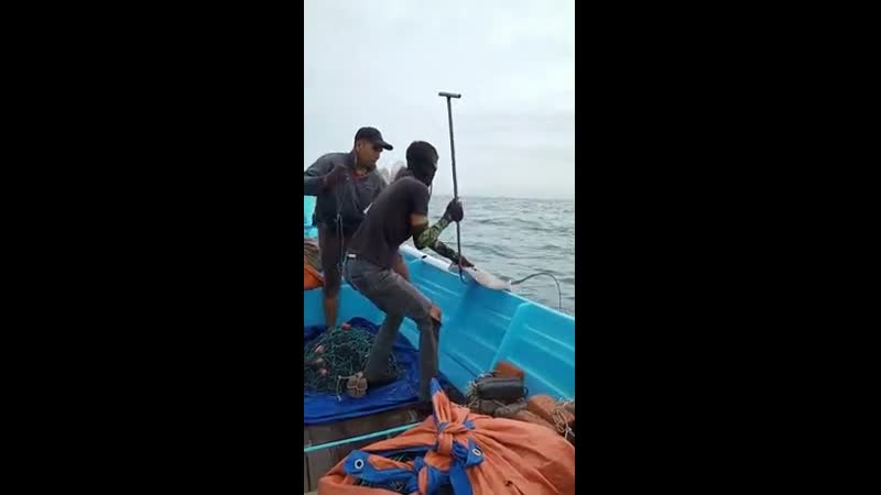This is why the stingray is dangerous