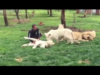 Shocking footage tiger saves man zookeeper leopard porn in mexico sex