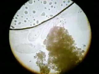 Строение и жизненные функции инфузории туфельки